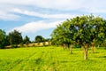 Apple orchard Royalty Free Stock Photo