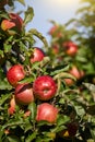 Shiny delicious apples hanging from a tree branch in an apple orchard