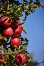 Shiny delicious apples hanging from a tree branch in an apple orchard