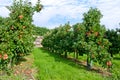 Apple orchard Royalty Free Stock Photo