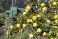Apple orchard in Aica, South Tyrol, Italy Royalty Free Stock Photo