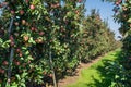 Apple orchard during apple harvesting Royalty Free Stock Photo