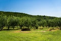 An Apple Orchard in Bedford County, Virginia, USA