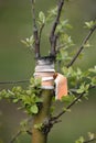 Successful grafting of a tree .Spring apple garden