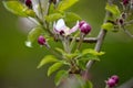 apple orchard with blooming apple trees. Apple garden in sunny spring day. Countryside at spring season. Spring apple garden Royalty Free Stock Photo