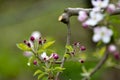 apple orchard with blooming apple trees. Apple garden in sunny spring day. Countryside at spring season. Spring apple garden Royalty Free Stock Photo