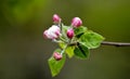 apple orchard with blooming apple trees. Apple garden in sunny spring day. Countryside at spring season. Spring apple garden Royalty Free Stock Photo