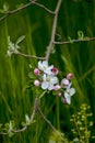 apple orchard with blooming apple trees. Apple garden in sunny spring day. Countryside at spring season. Spring apple garden Royalty Free Stock Photo