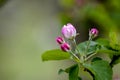 apple orchard with blooming apple trees. Apple garden in sunny spring day. Countryside at spring season. Spring apple garden Royalty Free Stock Photo