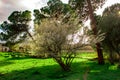 Apple orchard, blossoming tree, fruit trees, white color Royalty Free Stock Photo