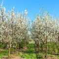 Apple orchard. Blossoming apple trees Royalty Free Stock Photo