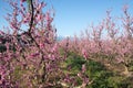 Apple orchard blossoms in spring in the Pyrenees-Orientales, France