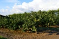 Garden of england - Apple orchard farming in Kent, UK Royalty Free Stock Photo