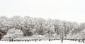 apple orchard or field at edge of forest covered in freshly fallen Winter white snow