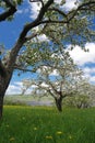 Apple Orchard with Flowers and Blue Sky Royalty Free Stock Photo