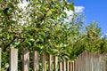 Apple orchard fruit tree branches lie on a fence.