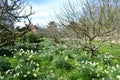 Apple orchard full of blooming daffodils and primulas. Royalty Free Stock Photo