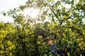 apple orchard. garden with green apple trees