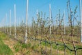 Apple orchard garden in springtime with rows of trees with blossom.