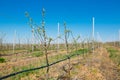 Apple orchard garden in springtime with rows of trees with blossom. Royalty Free Stock Photo