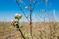 Apple orchard garden in springtime with rows of trees with blossom. Royalty Free Stock Photo