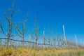 Apple orchard garden in springtime with rows of trees with blossom. Royalty Free Stock Photo