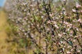 Apple orchard garden in springtime with rows of trees with blossom. Royalty Free Stock Photo