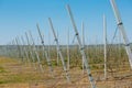 Apple orchard garden in springtime with rows of trees with blossom.