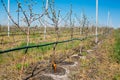 Apple orchard garden in springtime with rows of trees with blossom. Royalty Free Stock Photo