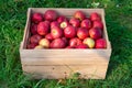 apple orchard harvest in box. apple orchard harvest in autumn. apple orchard harvest Royalty Free Stock Photo