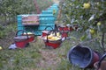 Apple orchard harvest in Italy, Trentino Royalty Free Stock Photo