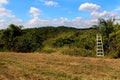 Apple orchard in harvest season with picking ladder. Royalty Free Stock Photo