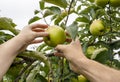 Apple orchard, harvest time. Green ripe apples on apple tree. Man& x27;s and woman& x27;s hands pick ripe apple. Royalty Free Stock Photo