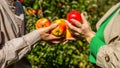 Apple orchard, harvest time. Man and woman hand pick ripe apple. Man giving girl apples from hands to hands in garden Royalty Free Stock Photo