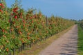Apple orchard before harvesting Royalty Free Stock Photo