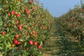 Apple orchard before harvesting Royalty Free Stock Photo