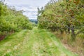Apple Orchard Landscape with Scenic Overlook