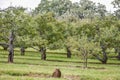 Apple Orchard Landscape with Stump