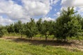 Apple orchard with a mature harvest of green apples