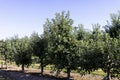 Apple orchard with a mature harvest of green apples