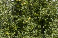 Apple orchard with a mature harvest of green apples