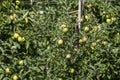 Apple orchard with a mature harvest of green apples