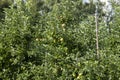 Apple orchard with a mature harvest of green apples