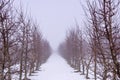 apple orchard mist an snow Royalty Free Stock Photo