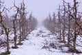 apple orchard mist an snow Royalty Free Stock Photo