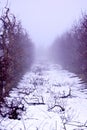 apple orchard mist an snow Royalty Free Stock Photo