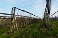 Apple orchard in neat rows in winter with metal structures supporting the dwarf trees and wires and protective nets