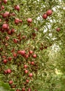 apple orchard.Organic red ripe apples. Royalty Free Stock Photo
