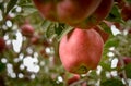 Apple orchard.Organic red ripe apples. Royalty Free Stock Photo