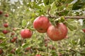 Apple orchard.Organic red ripe apples. Royalty Free Stock Photo